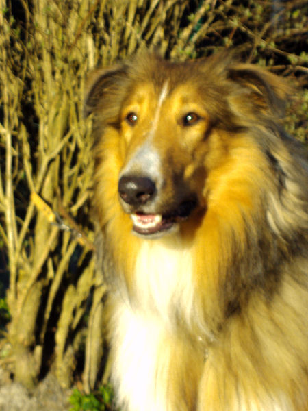April_-_Juni_2010_Hunde__Garten__Park_etc_076-standard April_-_Juni_2010_Hunde__Garten__Park_etc_076-standard