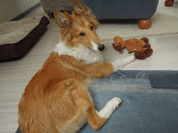 DSCN1799-hesse-collie-i3