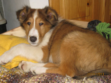 D�hring-hundeschule-b