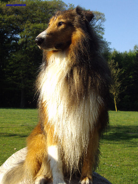 Hannes_u._Hunde_Fruhjahr_2011_133-B-standard