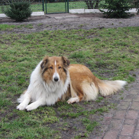 IMG_0954-daisy