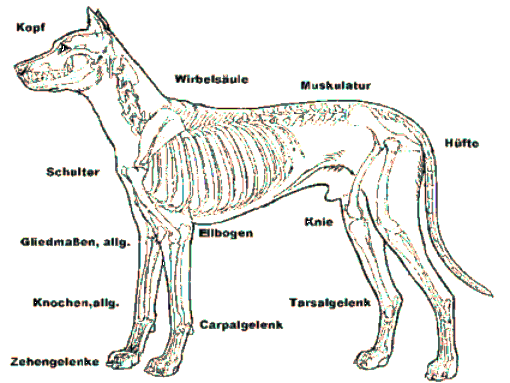 Skelett_hund_700_x_600_pix_3.2[1]