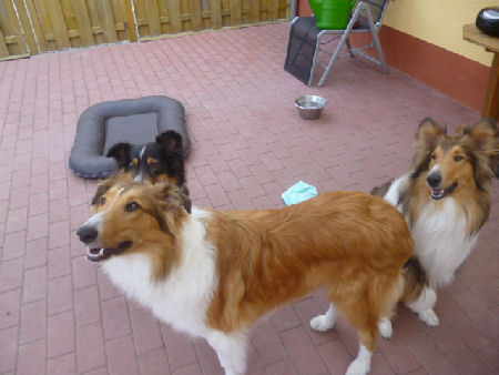appel-collie-2013-R