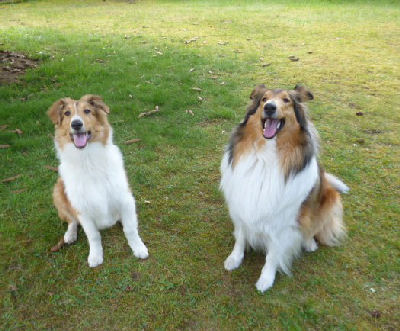 appel-collie-2013-a
