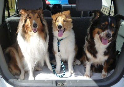 appel-collie-2013-g