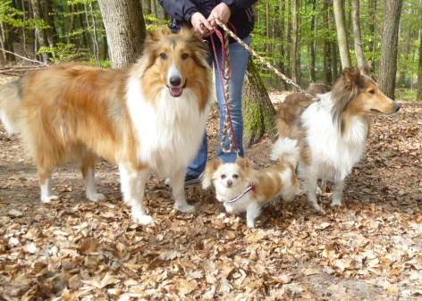 appel-collie-2014-c