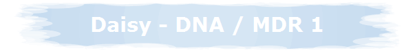 Daisy - DNA / MDR 1