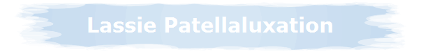 Lassie Patellaluxation