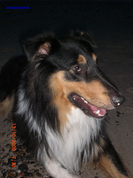 collie-west-star-kundenfoto collie-west-star-kundenfoto