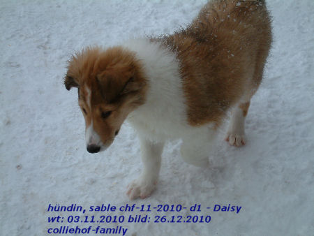 d1-2010-g-daisy-26.12.2010