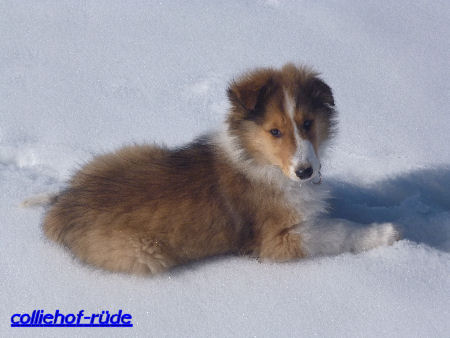 fink-collie-2013-e-h3-B