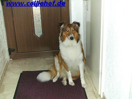 hensler-2011-bB
