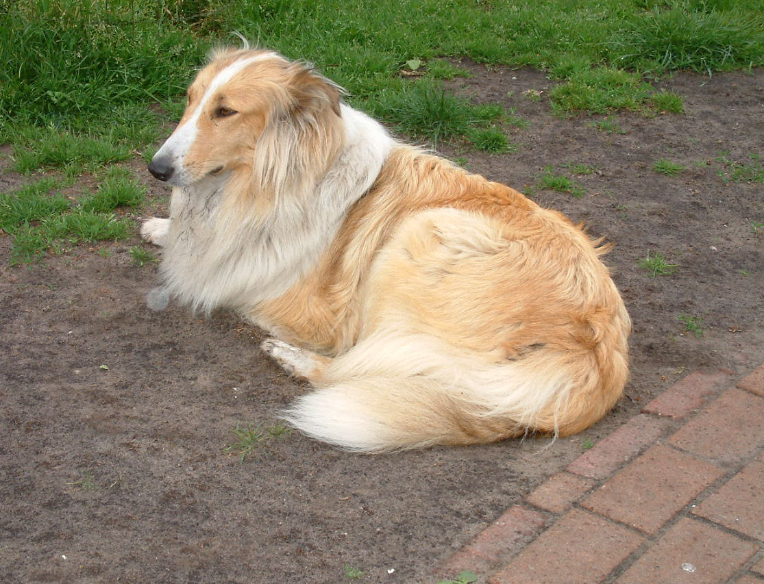 lassie-30-05-10