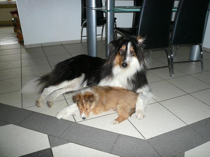 oli+stan-7 oli+stan-7