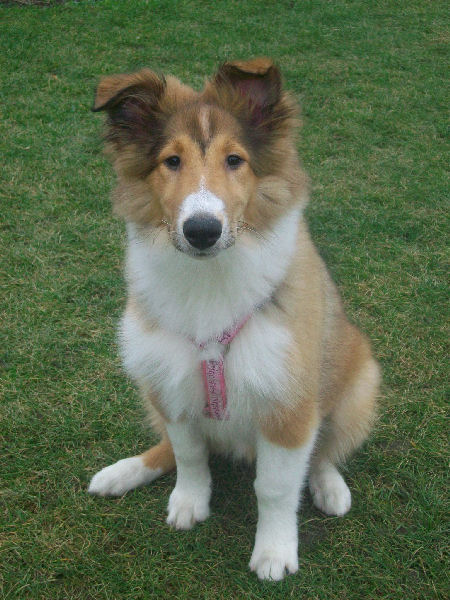 schmitz-caris-a1-puppy