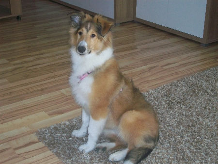 schmitz-caris-b1-puppy