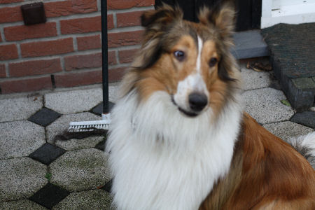 steins-collie-2013-h-h1-B steins-collie-2013-h-h1-B